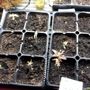 vegging and seedlings