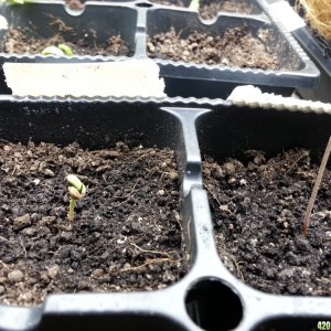 vegging and seedlings