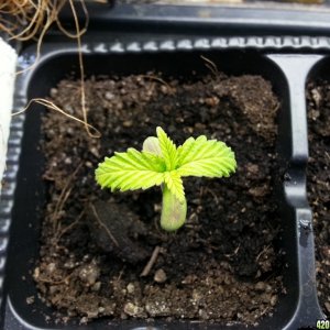 vegging and seedlings