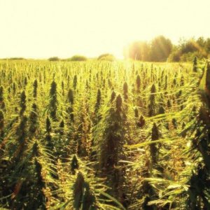 California Sunrise Over Hemp Field