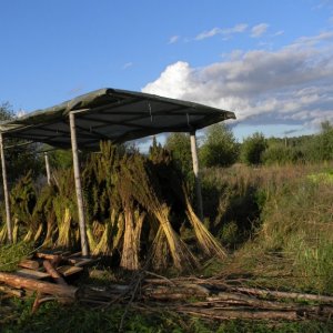 Hemp Field