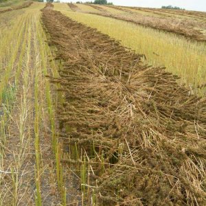 Industrial Hemp Field