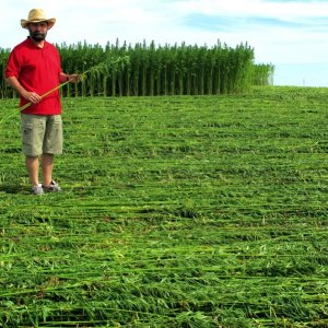 Hemp Farmer in Field