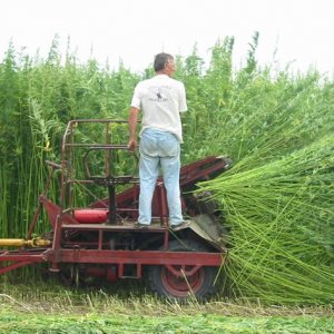 hemp Farmer