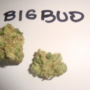 Big Bud