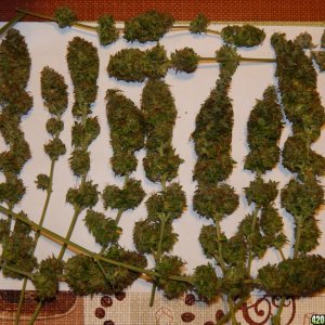 Day 81 harvest of Skunk