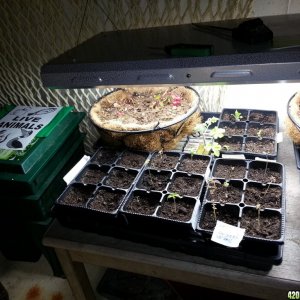 veg room