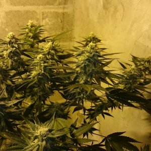 Shot Adrenaline - White Dwarf x Skunk#1