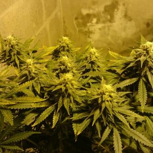 Shot Adrenaline - White Dwarf x Skunk#1