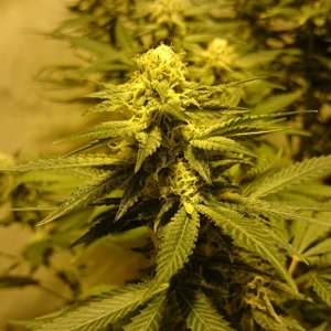 Shot Adrenaline - White Dwarf x Skunk#1