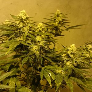 Shot Adrenaline - White Dwarf x Skunk#1