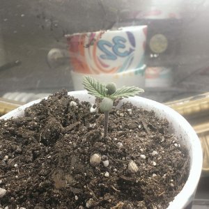 reg seedling