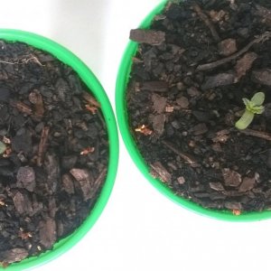 Seedlings emerge