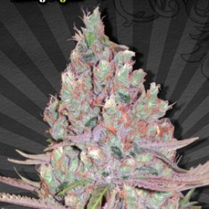 autoseeds.com Berry Ryder