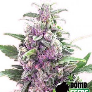 thc bomb2