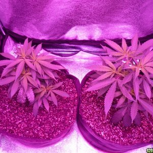 Jan 23rd Bay 11 clones transplanted