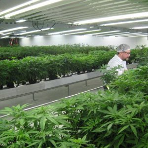 Indoor Grow Warehouse