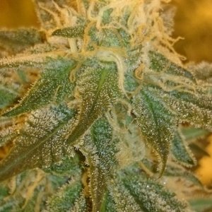 Shot Adrenaline - White Dwarf x Skunk#1