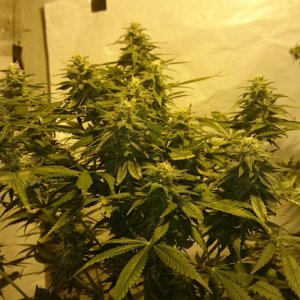 Shot Adrenaline - White Dwarf x Skunk#1