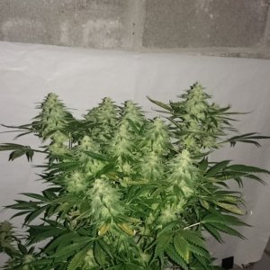 Shot Adrenaline - White Dwarf x Skunk#1