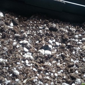 Seedlings