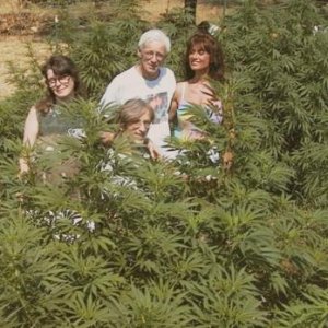 marijuana family