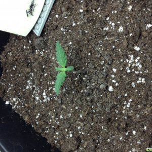 day 8 bag seed