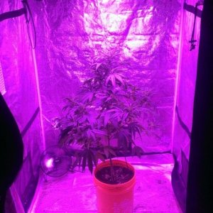 Mars II 1200 watt LED