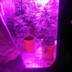 Mars II 1200 watt LED