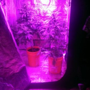 Mars II 1200 watt LED