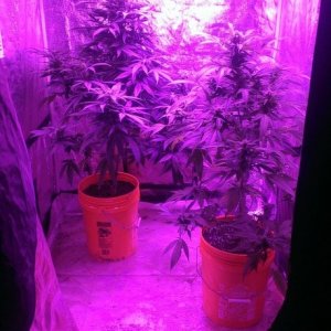 Mars II 1200 watt LED