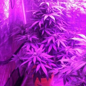 Mars II 1200 watt LED