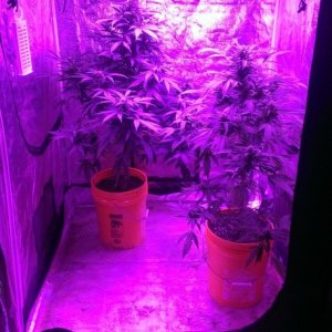 Mars II 1200 watt LED