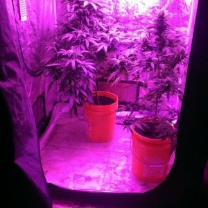 Mars II 1200 watt LED