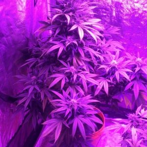 Mars II 1200 watt LED