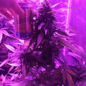 Mars II 1200 watt LED