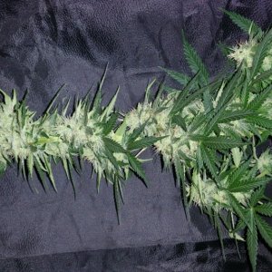 LED grow