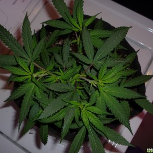 Jan 28th Bay 11 Clones