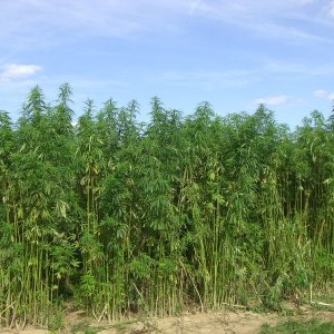 hemp field