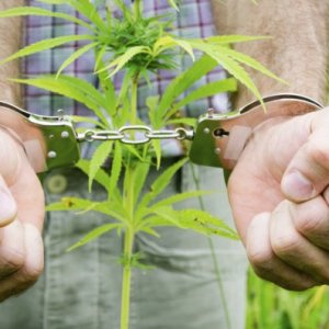 handcuffs and plant