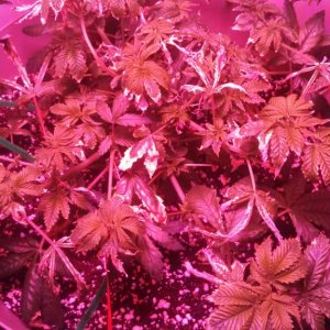 Antics Big Bang LED Grow