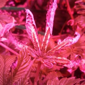 Antics Big Bang LED Grow