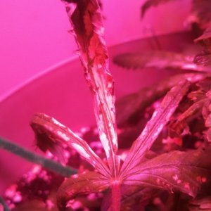 Antics Big Bang LED Grow