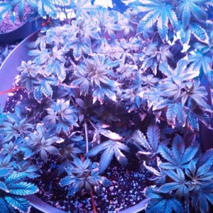 Antics Big Bang LED Grow