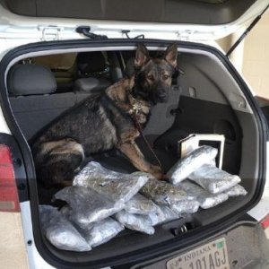 k9 bust