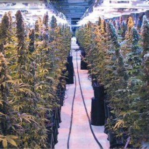 indoor grow room