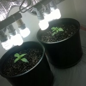 1st grow