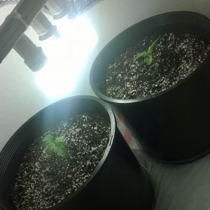 1st grow