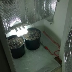 1st grow