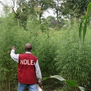 nigeria grow